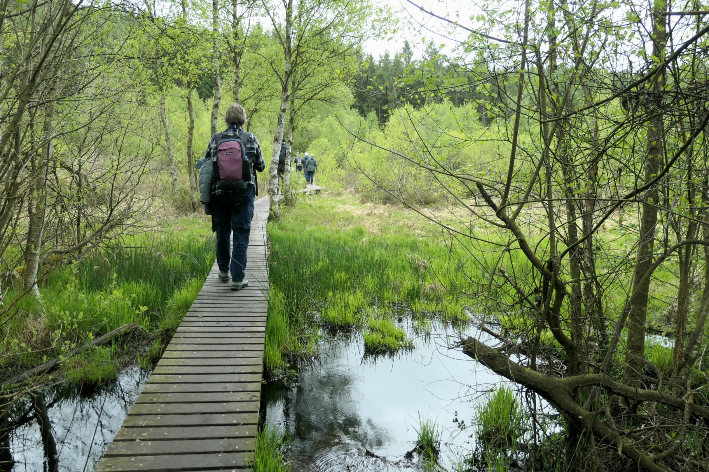Die Wandergruppe im Hohen Venn auf dem Weg zur Trôt Marets Schlucht